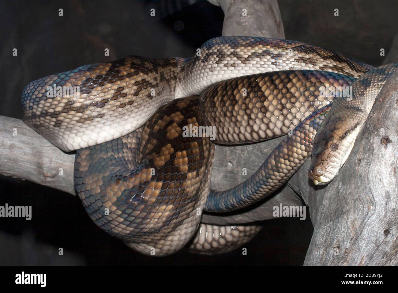 Australian scrub python Banque de photographies et d’images à haute ...