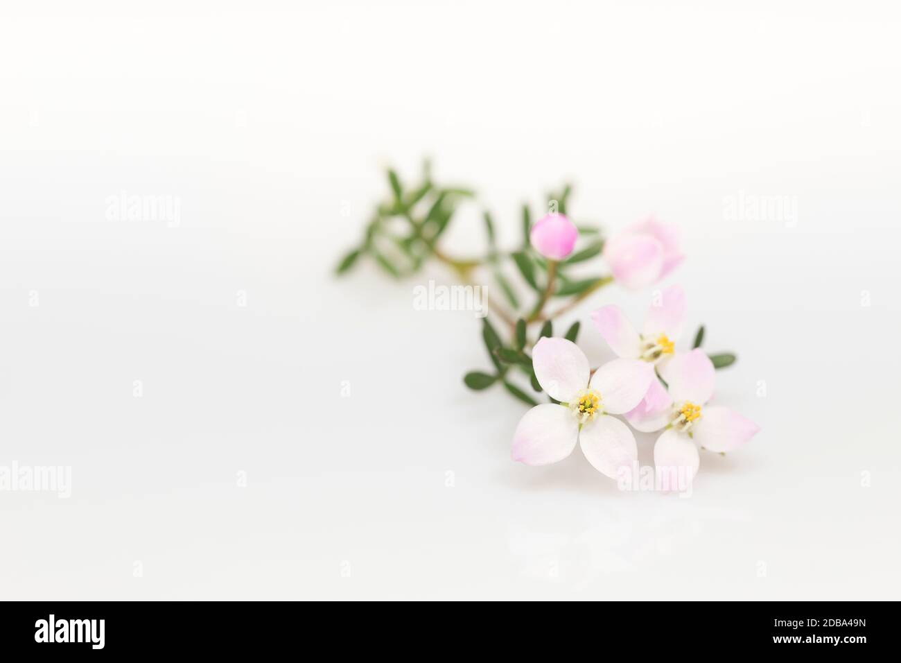 Boronia anemonifolia fleur sur fond clair Banque D'Images