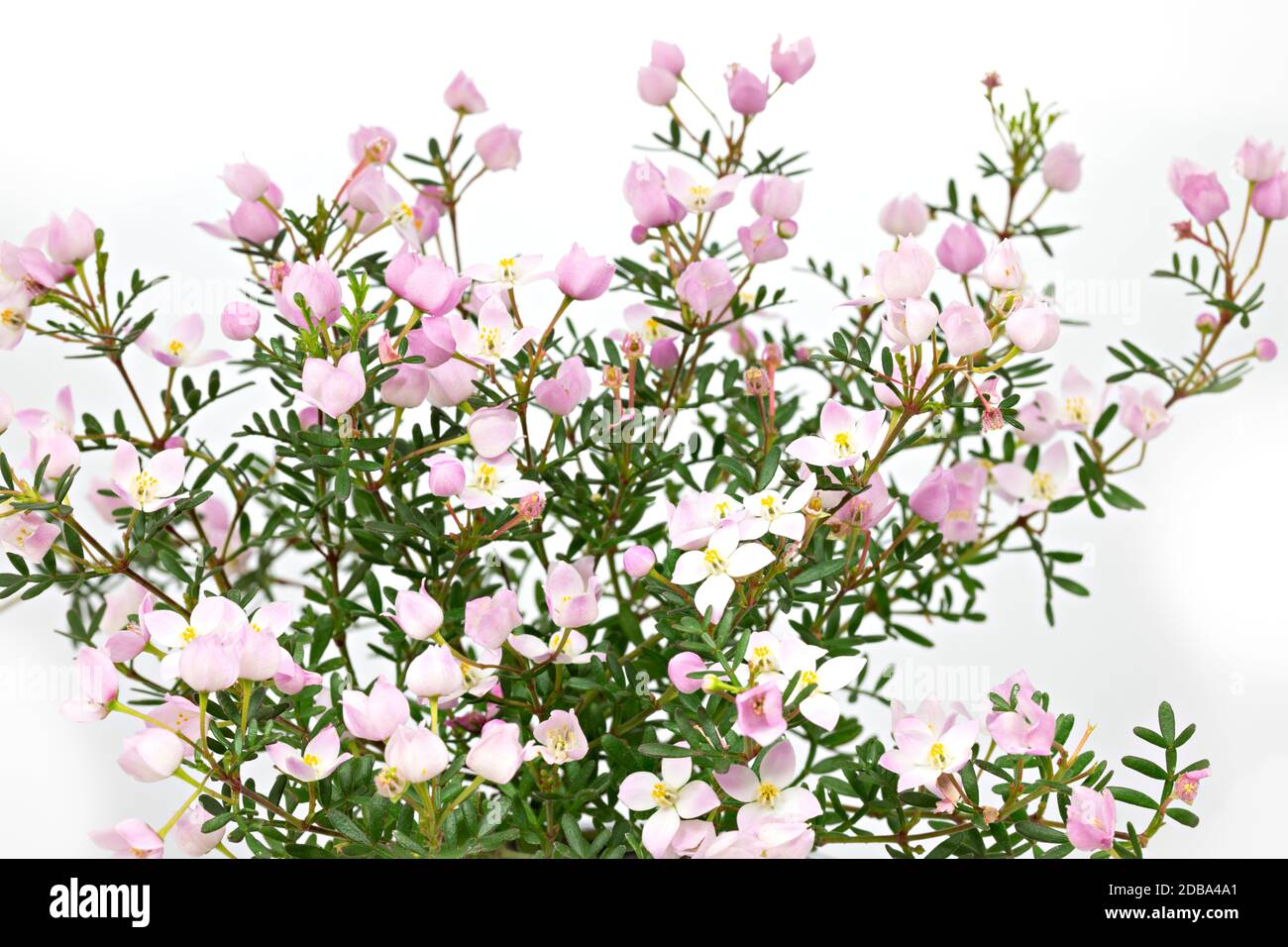 Boronia anemonifolia fleur sur fond clair Banque D'Images