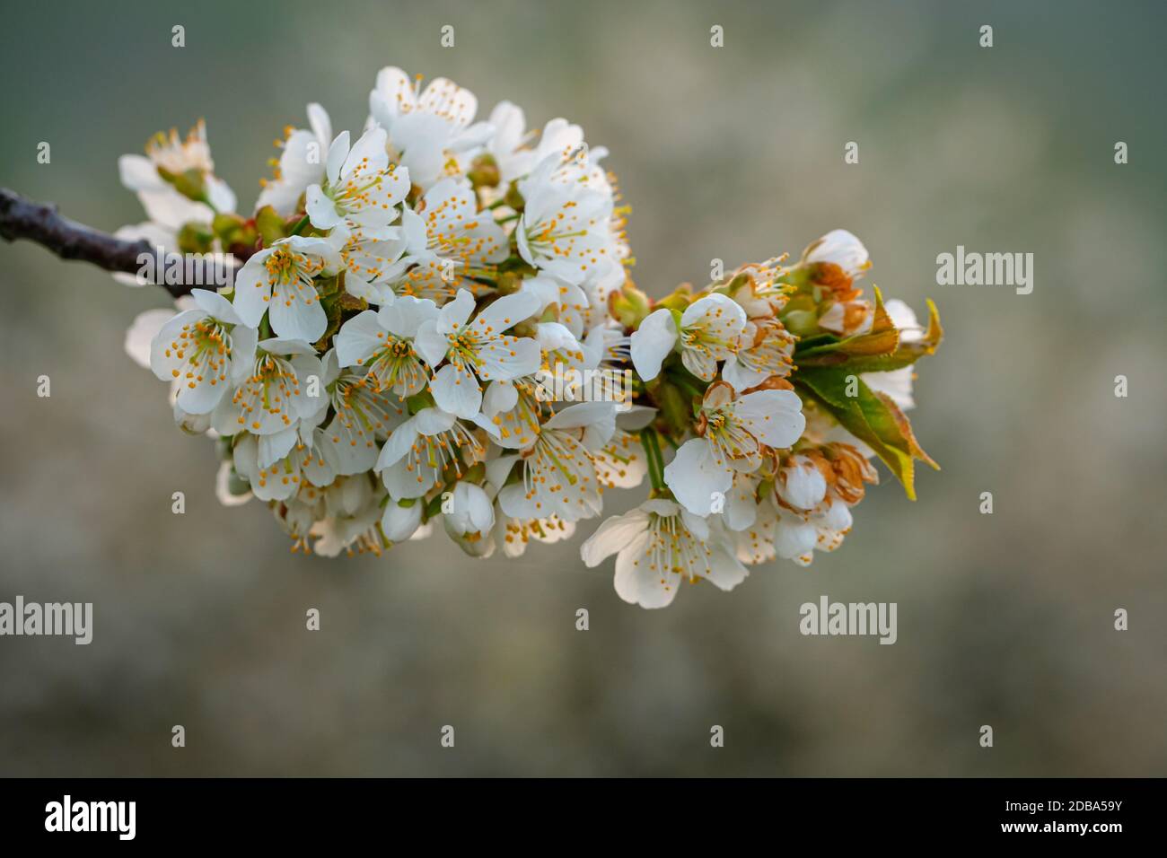Branche de pommier avec fleurs blanches en gros plan Banque D'Images