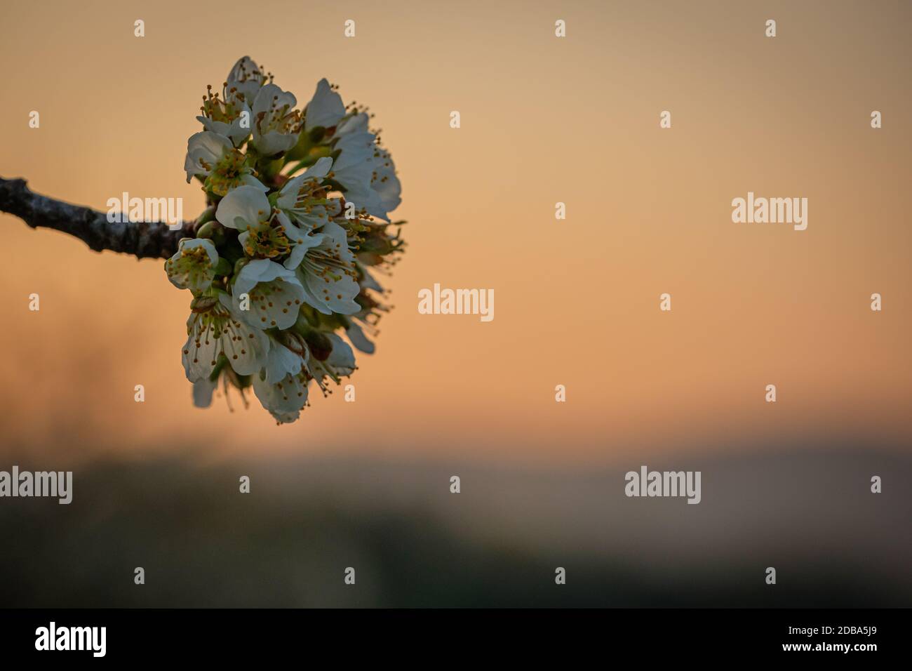 Floraison d'un pommier à l'aube du matin Banque D'Images