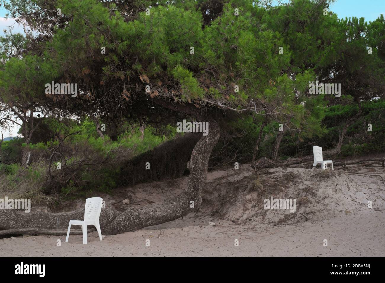 Deux chaises blanches sous l'arbre sur la plage Banque D'Images