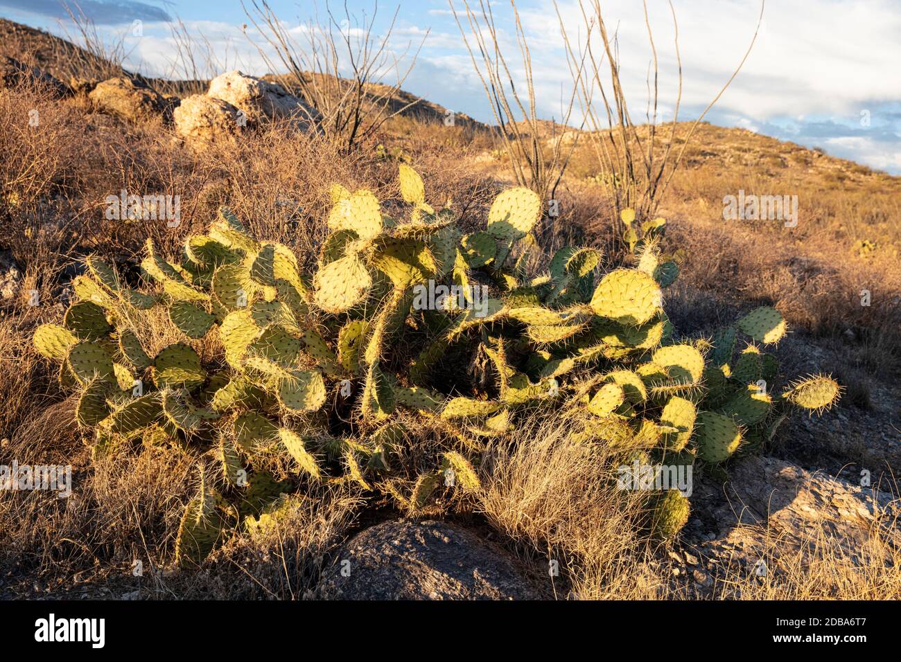 Pickly Pear Cactus (Opuntia), aglow sous le soleil de la fin de l'après-midi, Redington Pass, Tucson, Arizona, États-Unis Banque D'Images