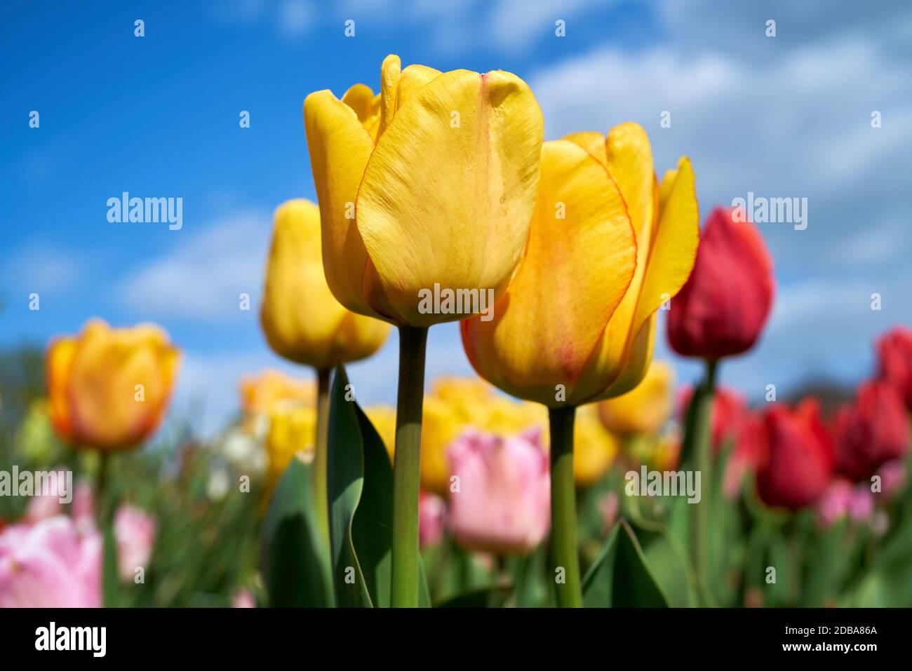 tulipes fleuries dans un jardin au printemps Banque D'Images