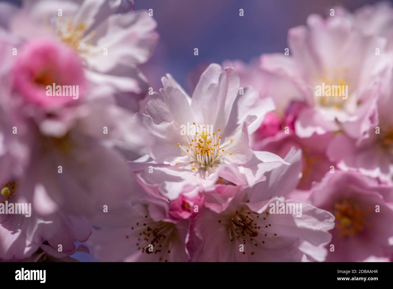 Fleur de cerisier rose au printemps Banque D'Images