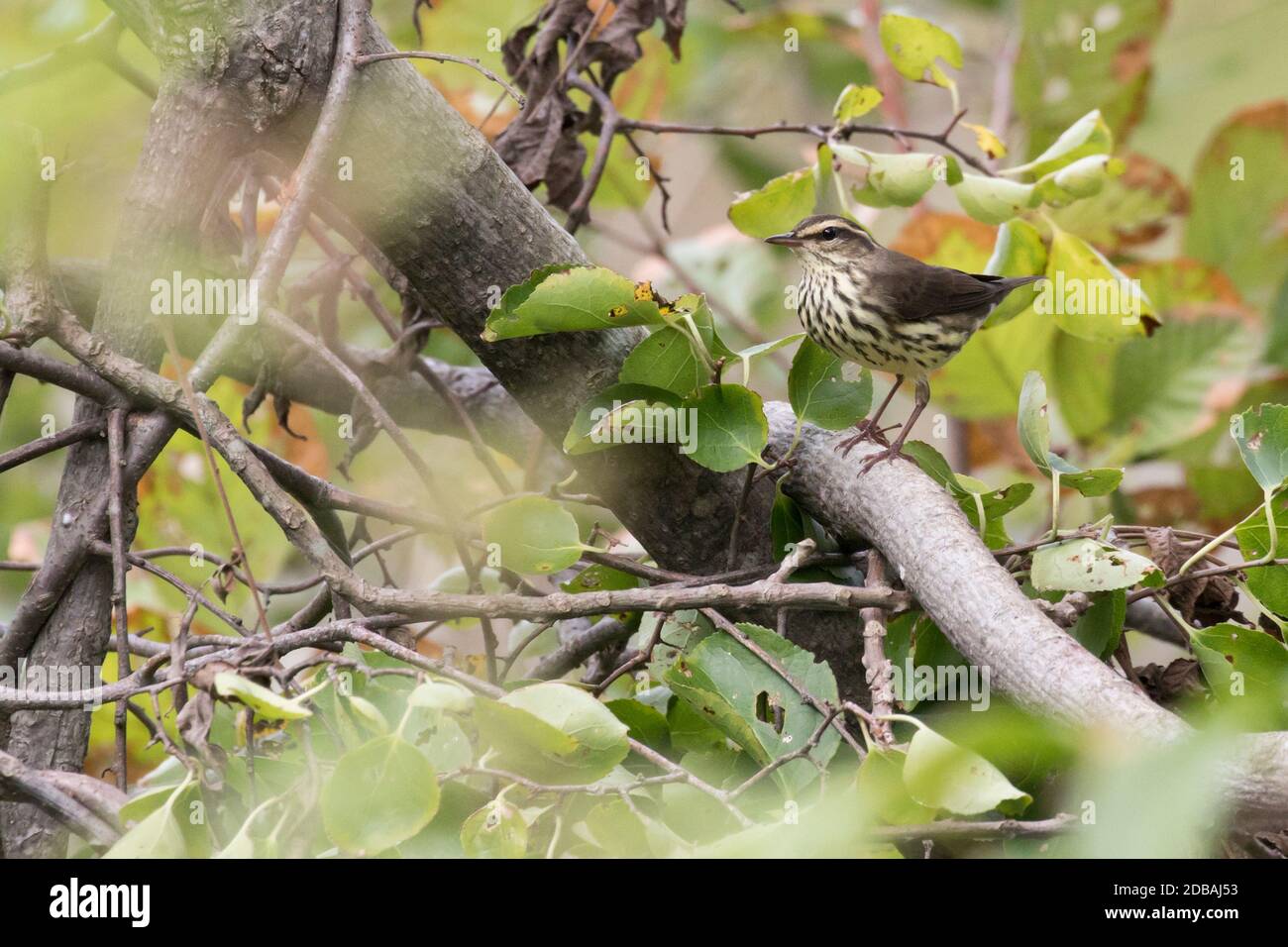La muguet (Parkesia noveboracensis) perchée sur une branche, long Island, New York Banque D'Images
