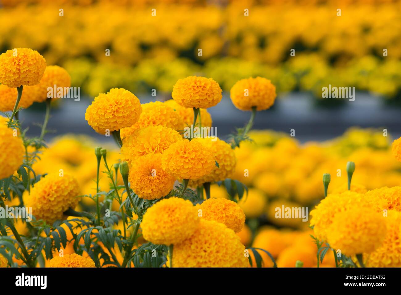 Tagètes Orange flower fields, selective focus Banque D'Images