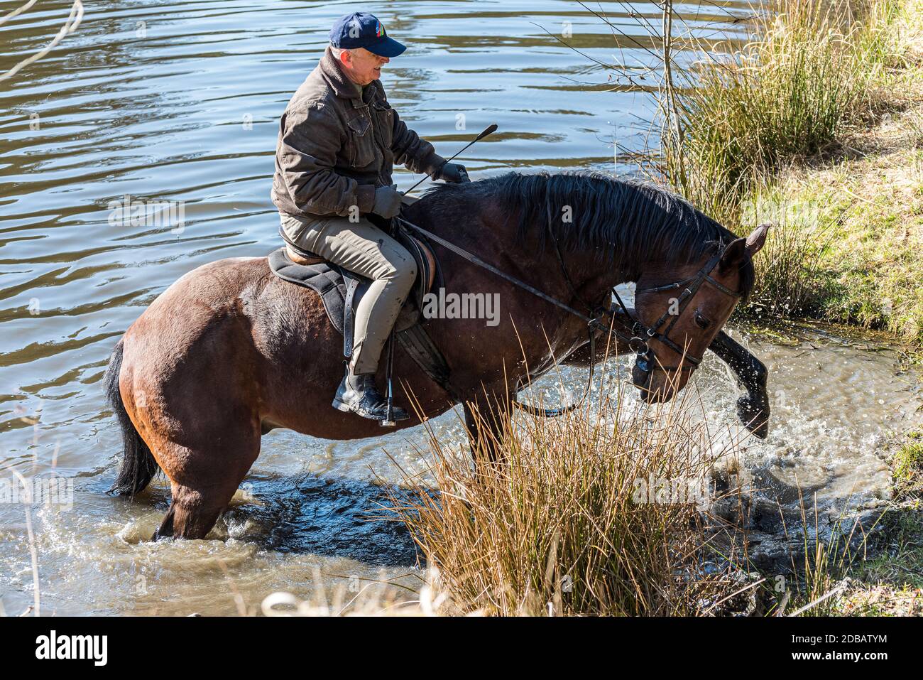 Un cavalier senior sort d'un étang, de l'eau éclabousse Banque D'Images