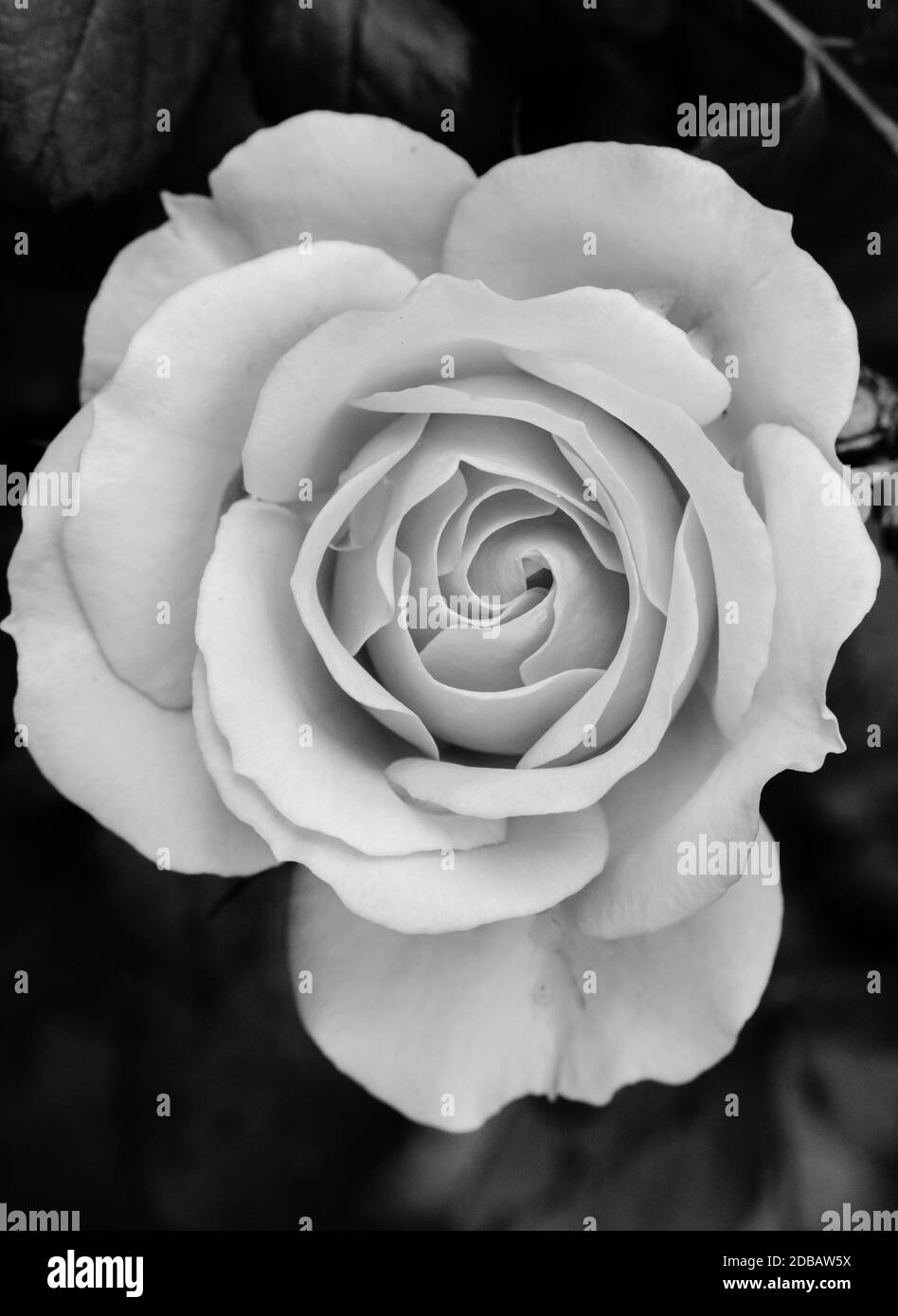 La Rose Banque D'Images