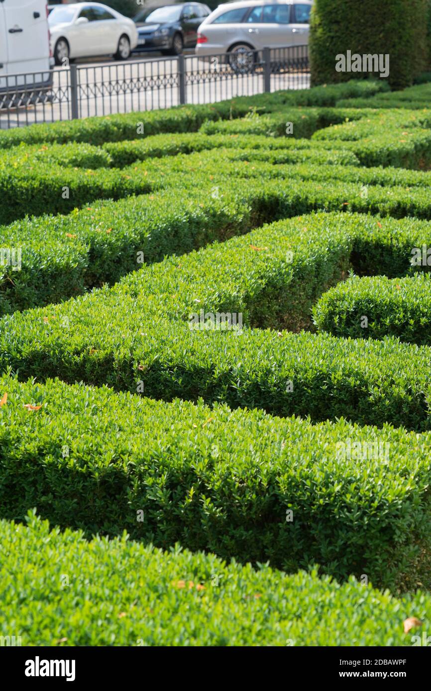 Architecture de jardin moderne avec labyrinthe de box-arbres Banque D'Images