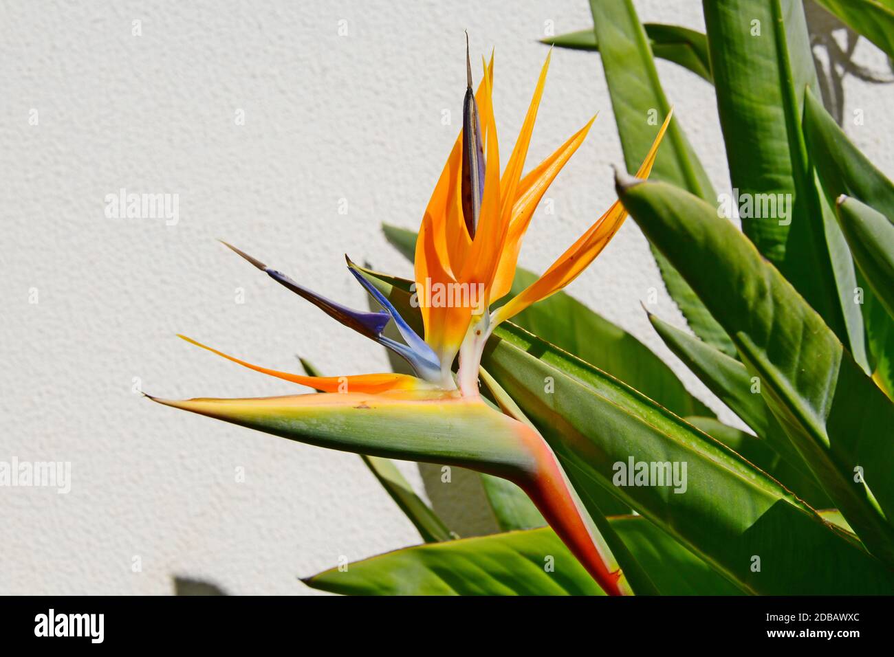 Oiseau de paradis fleur, strelitzias, à la Costa Blanca, Espagne Banque D'Images