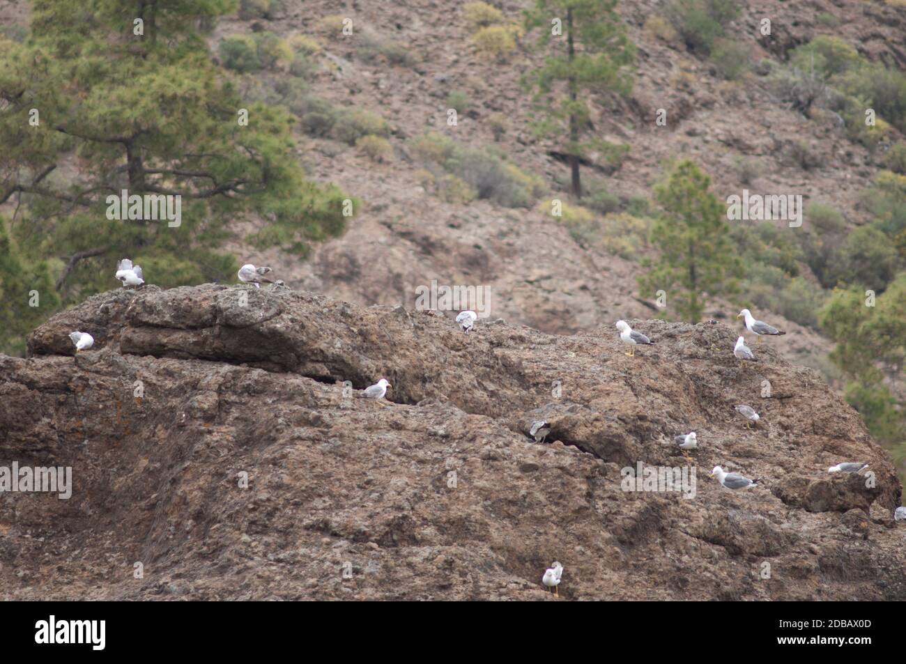 Goélands à pattes jaunes Larus michaellis dans la réserve naturelle intégrale d'Inagua. Tejeda. Grande Canarie. Îles Canaries. Espagne. Banque D'Images