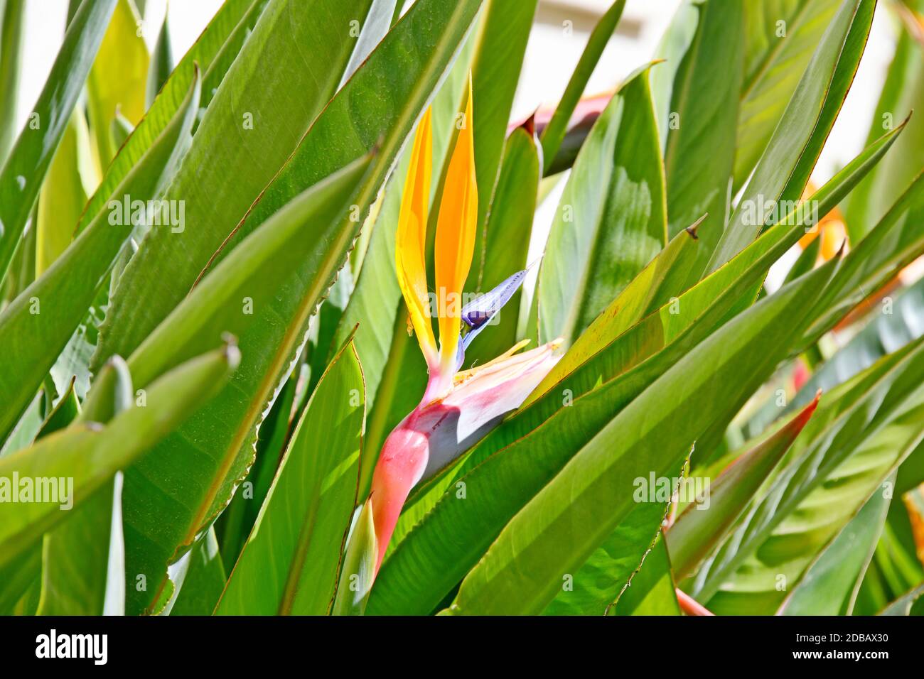 Oiseau de paradis fleur, strelitzias, à la Costa Blanca, Espagne Banque D'Images