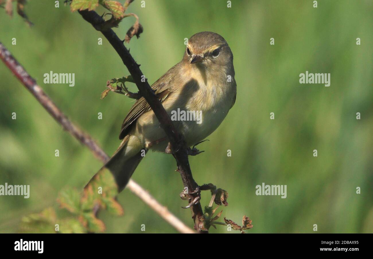 Saule, Fitis, Phylloscopus trochilus Banque D'Images