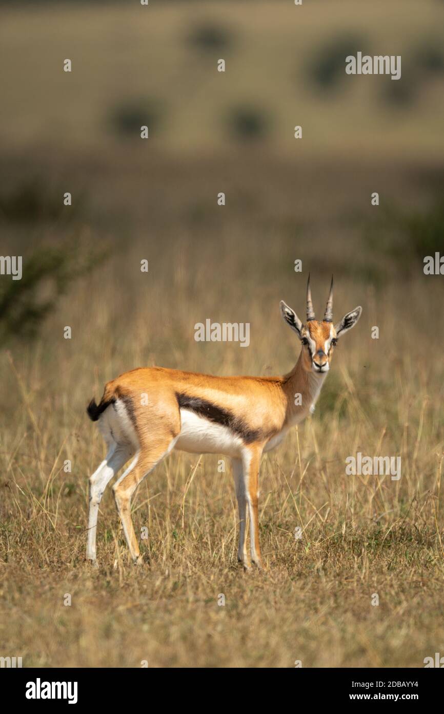 Thomson gazelle se tient dans une caméra pour la vue sur l'herbe Banque D'Images