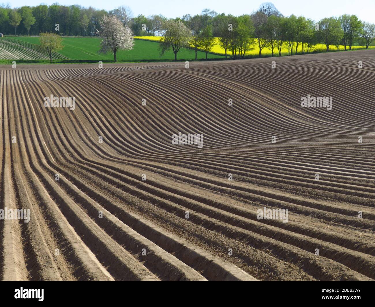 Labourée arable au printemps, sillons labourés, champ de pommes de terre Banque D'Images