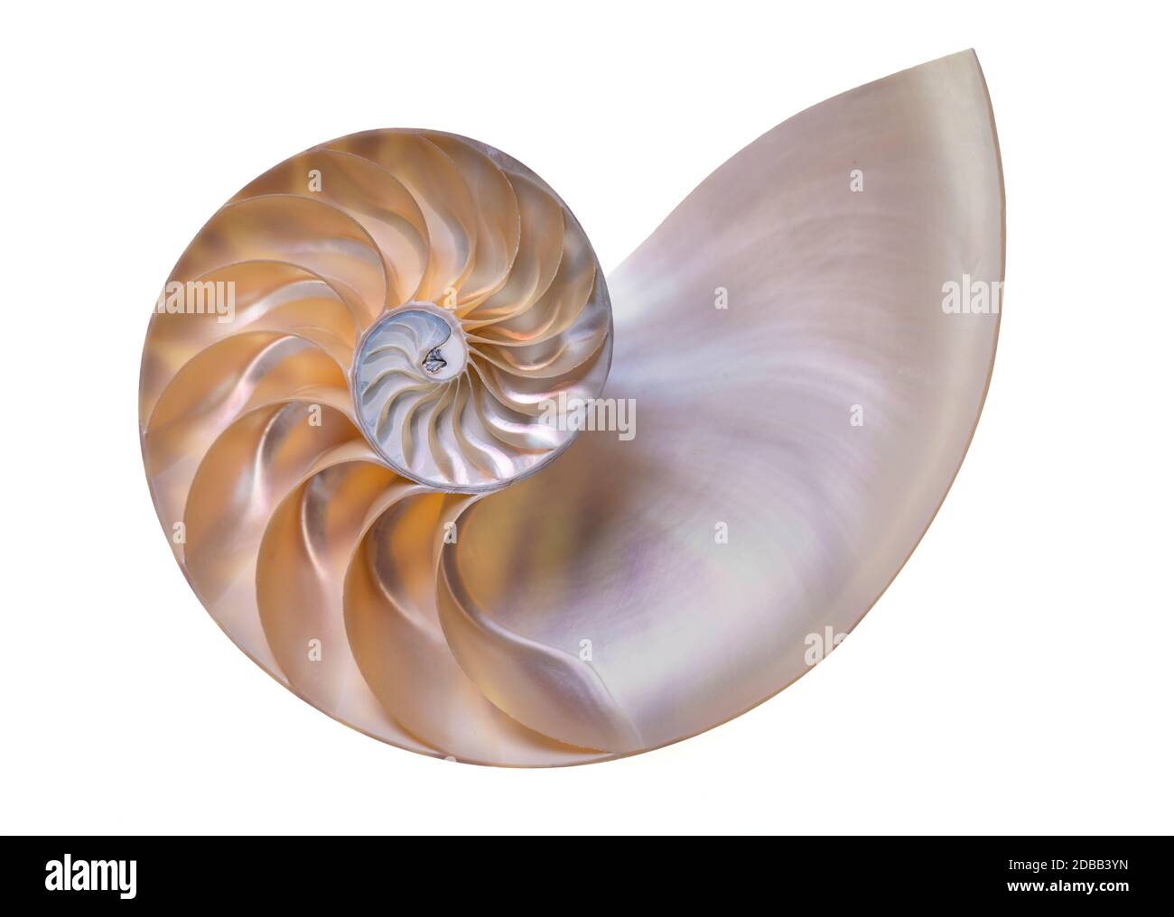 Nautilus shell sur fond blanc Banque D'Images