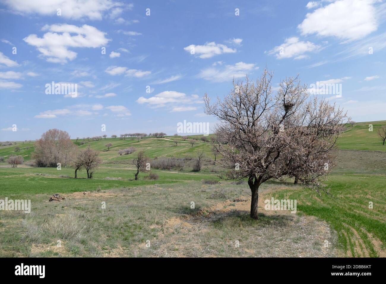 le réveil de la nature dans le climat continental, quand le printemps vient  nouveau, les vues terrestres du climat au printemps Photo Stock - Alamy