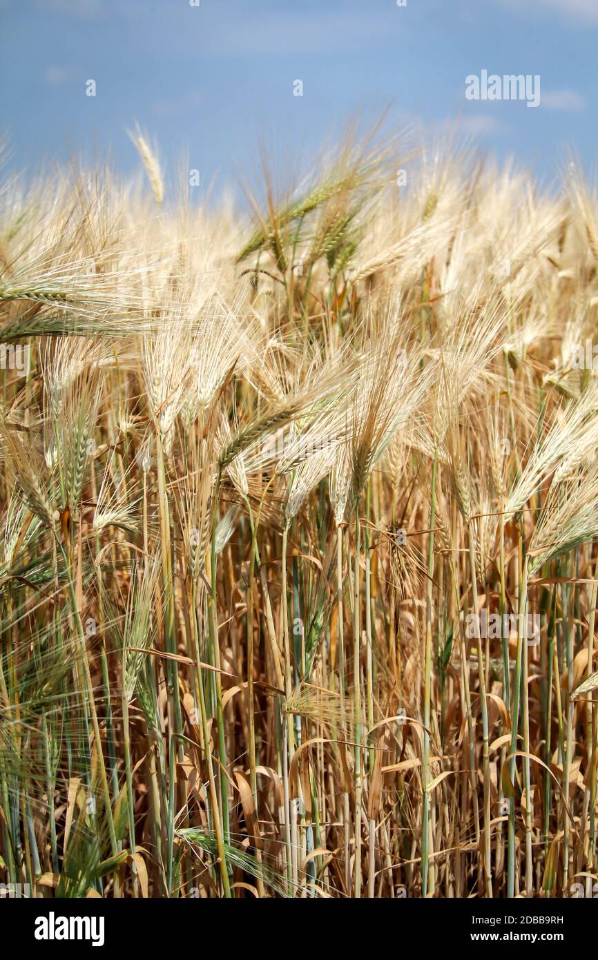 Vue d'un champ de grain avec des épis de grain presque mûrs. Banque D'Images