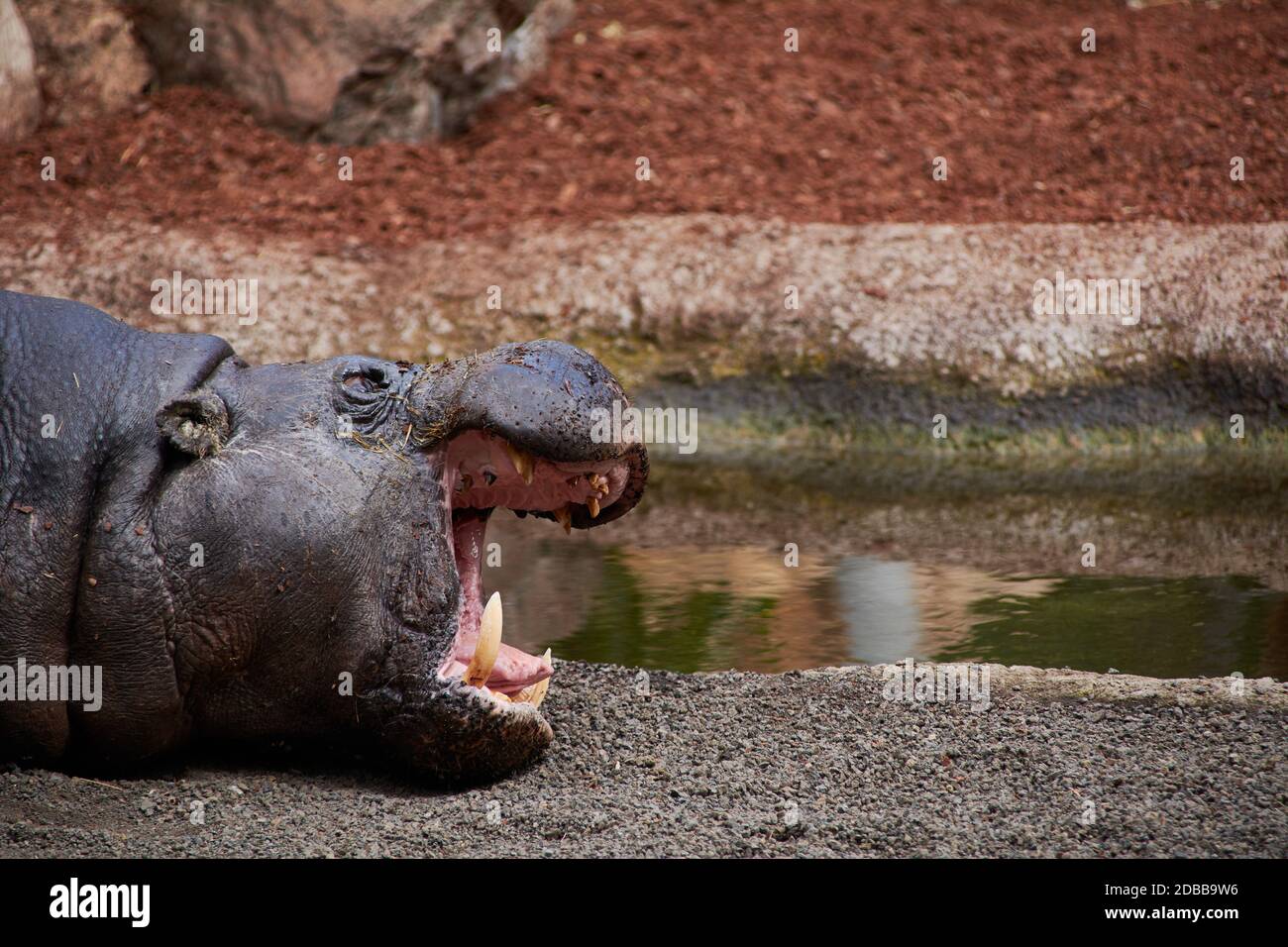 Le grand hippopotame avec sa grande bouche ouverte. En attendant les aliments Banque D'Images