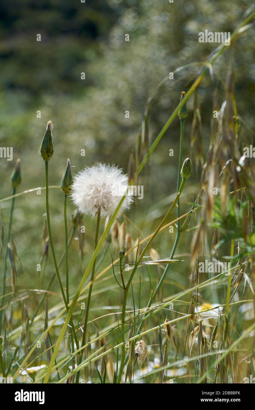 Fleur blanche au printemps qui ressemble à une balle. Couleurs de la nature Banque D'Images