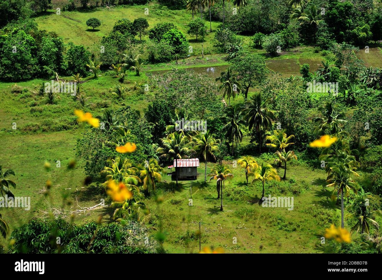 Paysage sur Bohol aux Philippines Banque D'Images