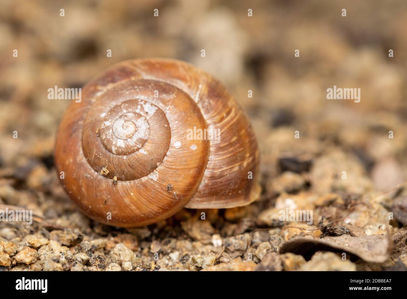 Escargot de conc vide. Vue détaillée de la coquille vide abandonnée dans le jardin de printemps. Banque D'Images