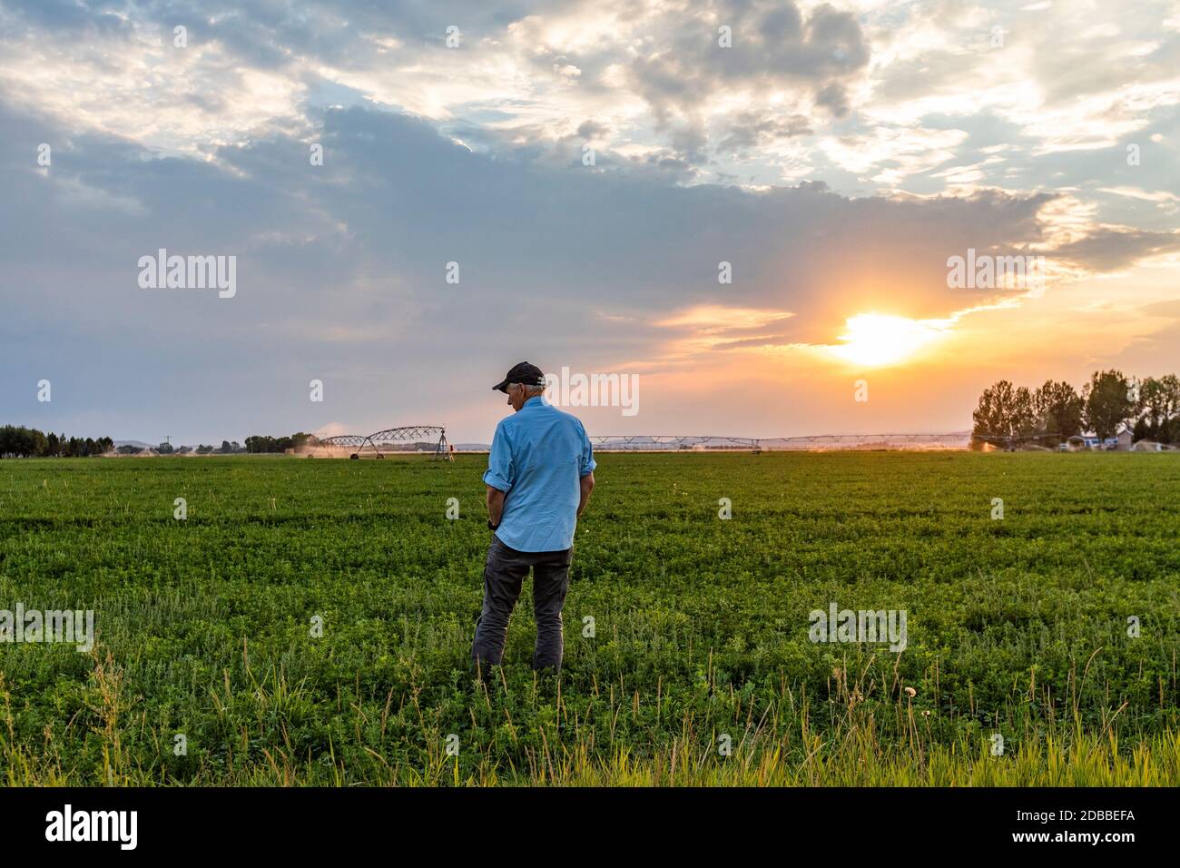 États-Unis, Idaho, Bellevue, Homme debout sur le terrain au coucher du soleil Banque D'Images