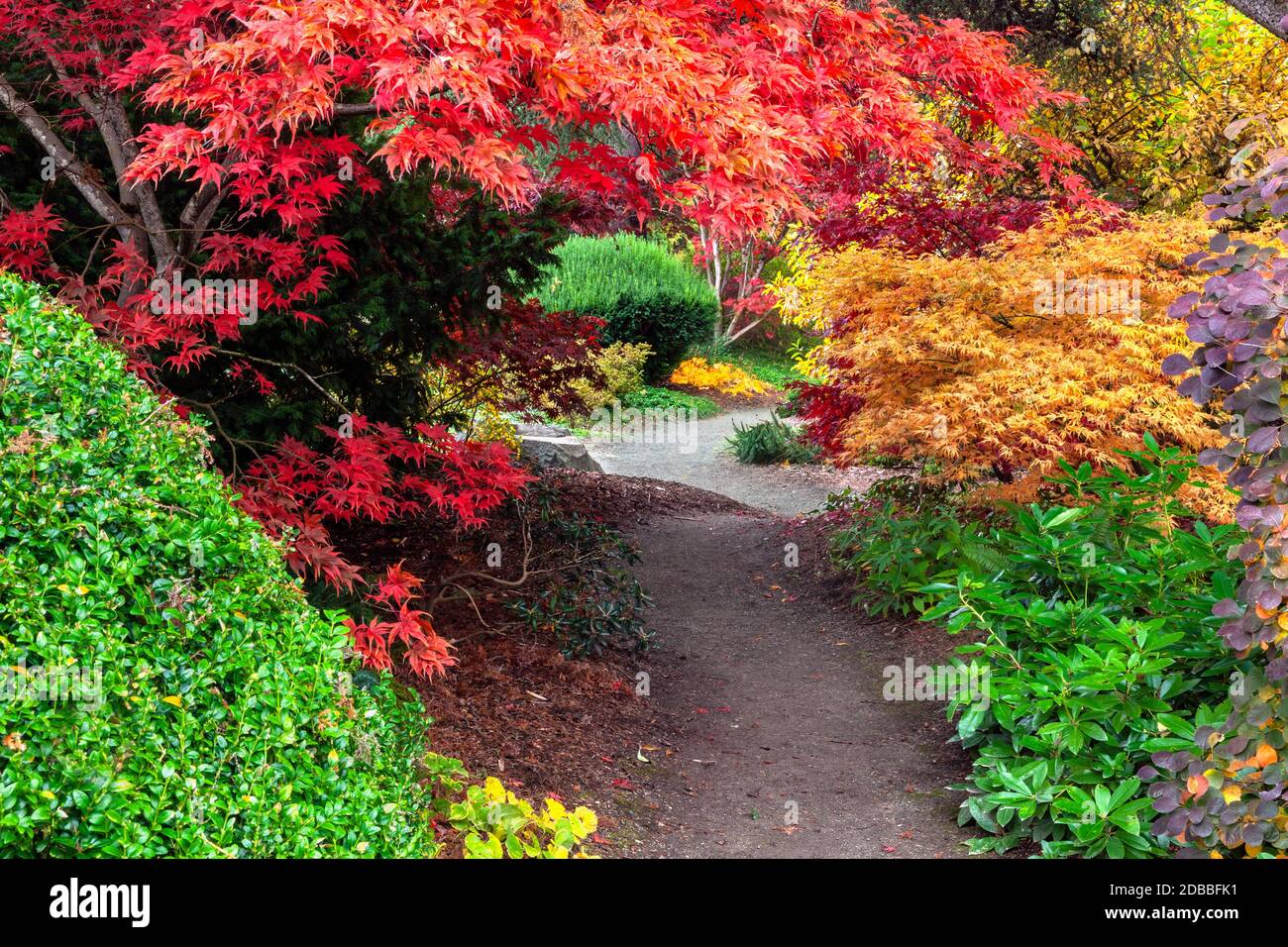 WA17919-00..... WASHINGTON - couleurs d'automne à Kubota Garden, Seattle. Banque D'Images