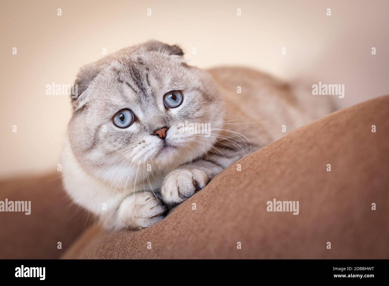 Magnifique chat gris. Un chaton écossais dans la chambre sur le canapé. Portrait d'un chat. Banque D'Images