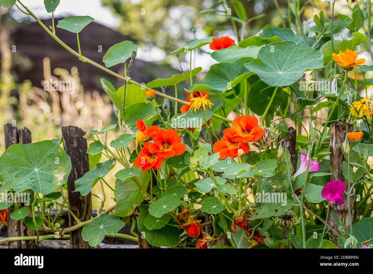 nasturtium en fleurs grimpant sur une vieille clôture en bois Banque D'Images