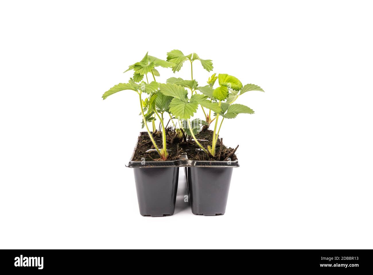 jeunes plants de fraises en pots sur fond blanc en studio Banque D'Images