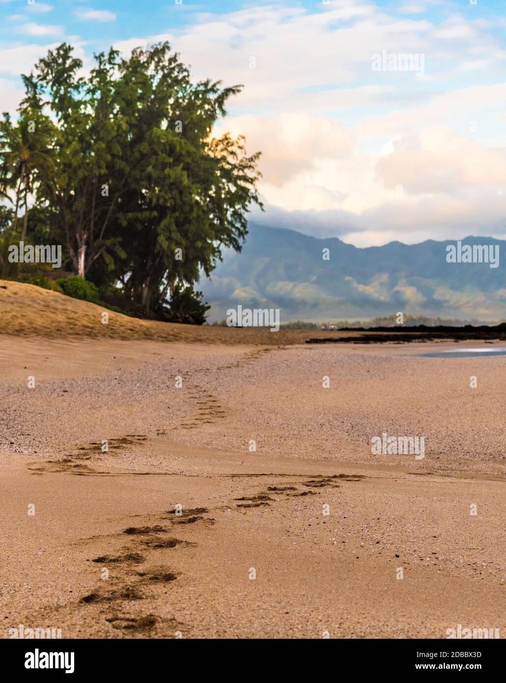 Des traces de pas dans le sable Banque D'Images