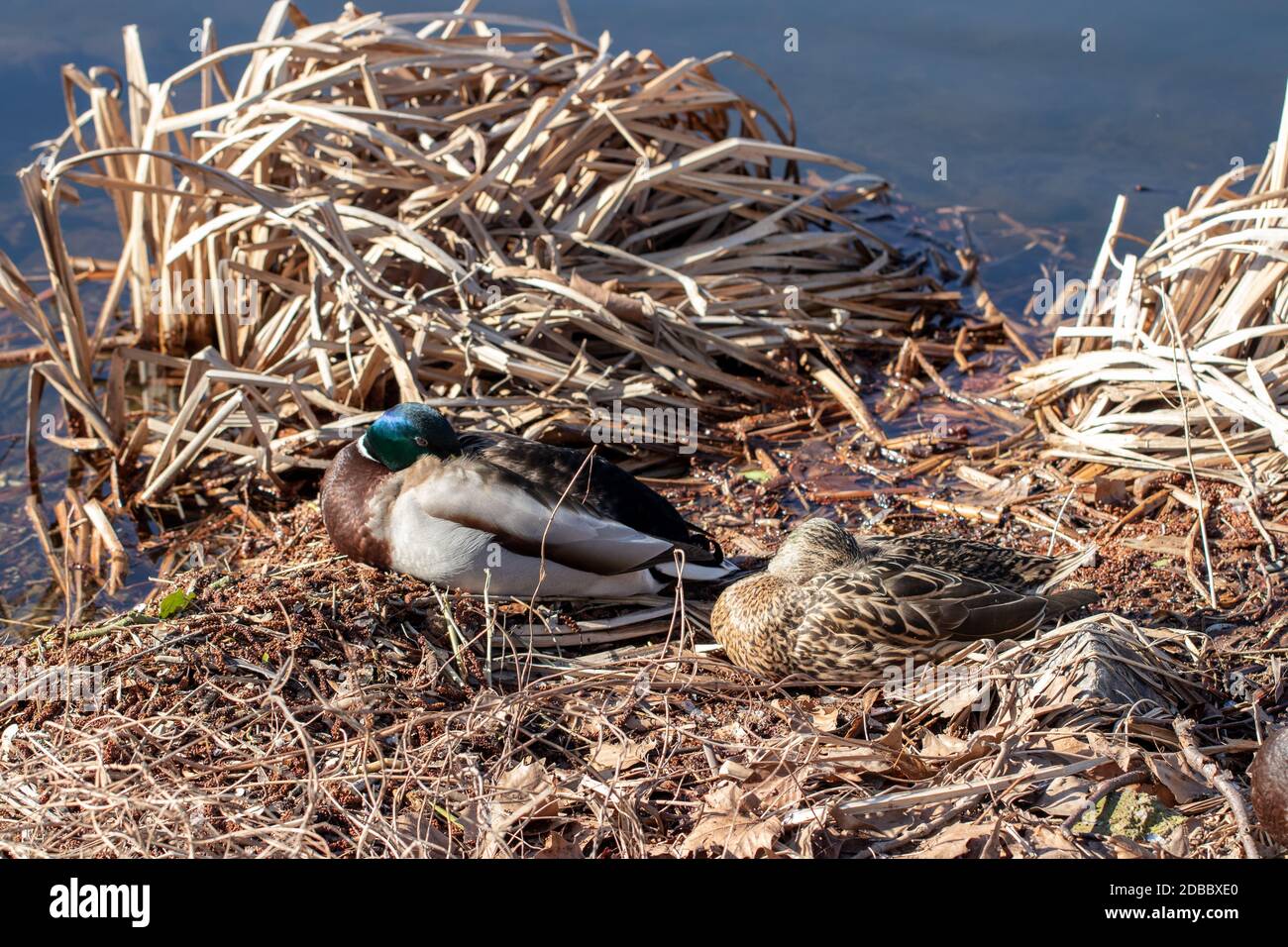 Un couple de canard détendu dormant sur le rivage d'un lac et profiter des premières heures chaudes de soleil en mars. Macro. Banque D'Images