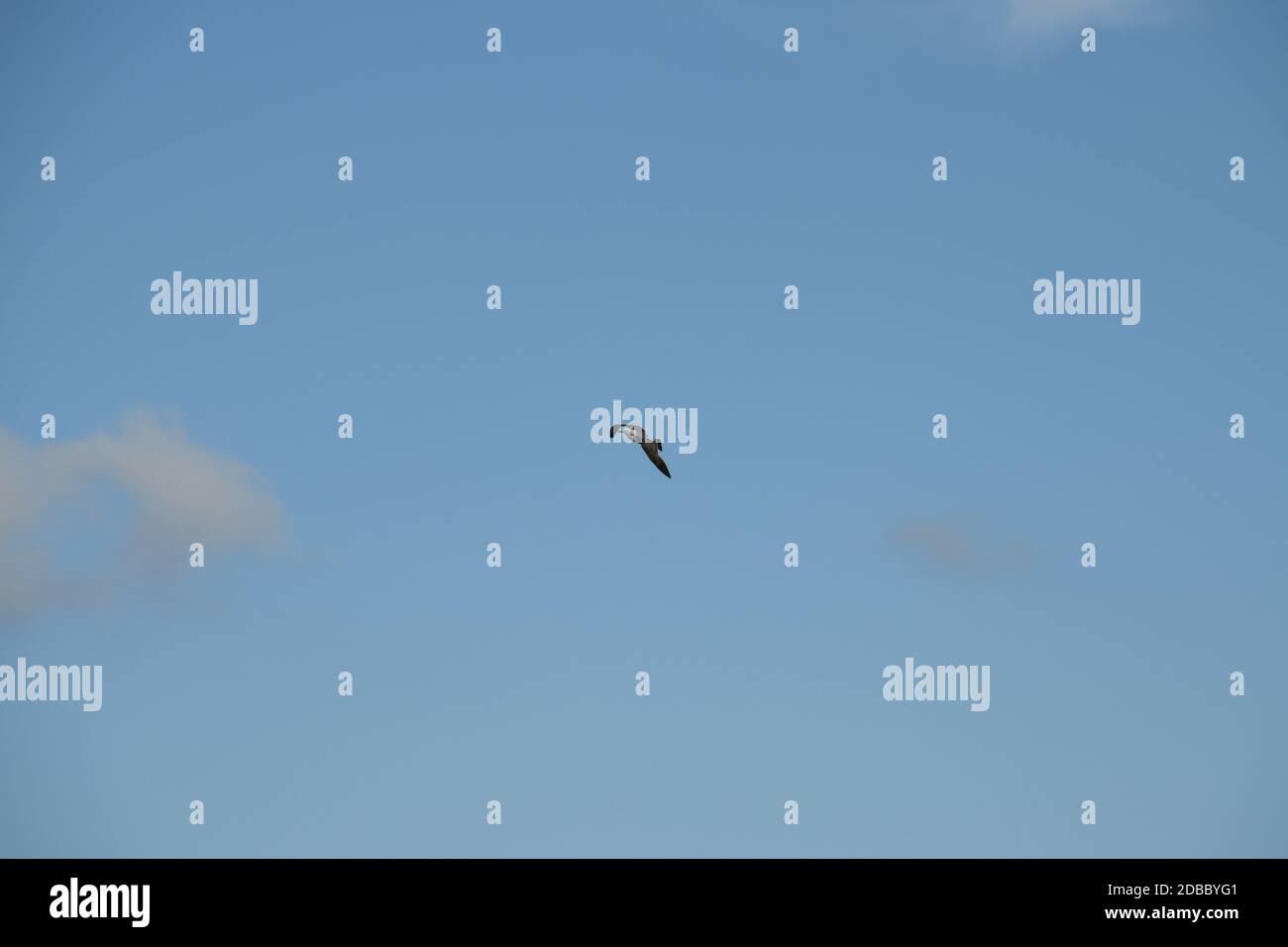 Vol de mouettes dans le ciel bleu de la province d'Alicante, Costa Blanca, Espagne Banque D'Images