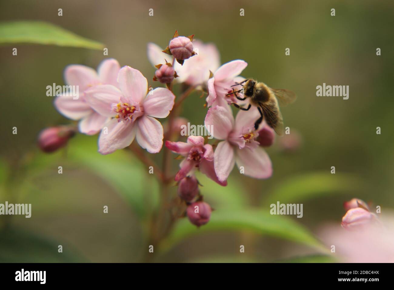 Une abeille visite une Deutzia Banque D'Images
