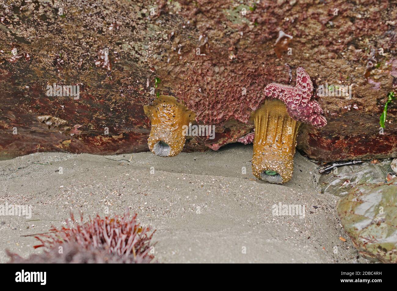 Anemone solitaire à faible Tide dans la baie de Trinidad près de Trinidad, Californie Banque D'Images