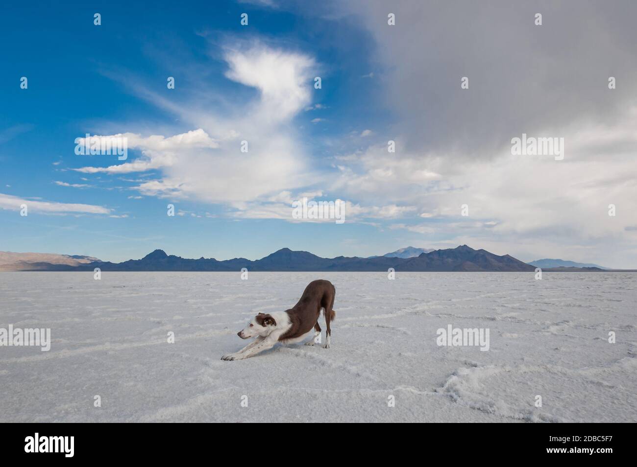 Portrait de vacances en plein air pour chien d'animal de compagnie, Bonneville Salt Flats, Utah, États-Unis Banque D'Images