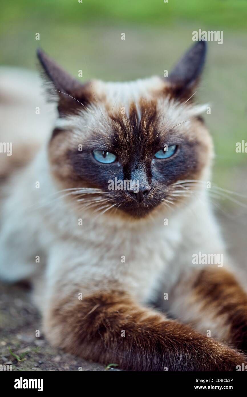 Adorable chat siamois avec des yeux bleus allongé sur le sol et repos le jour d'été dans la cour Banque D'Images