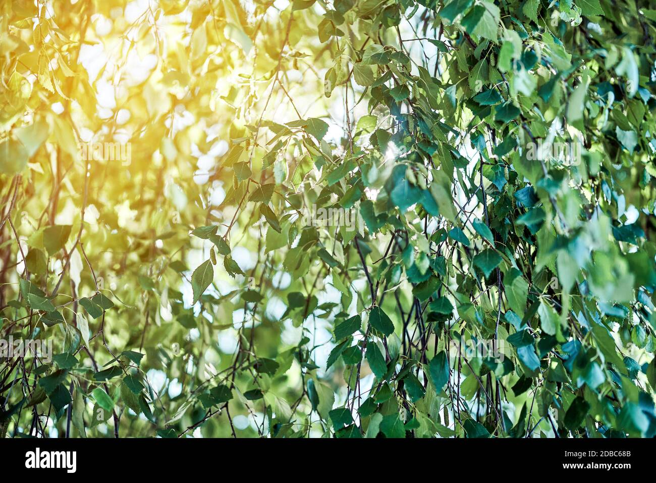 Feuilles vertes sur les branches d'un bouleau au soleil à l'extérieur. Feuilles de bouleau vert au coucher du soleil Banque D'Images