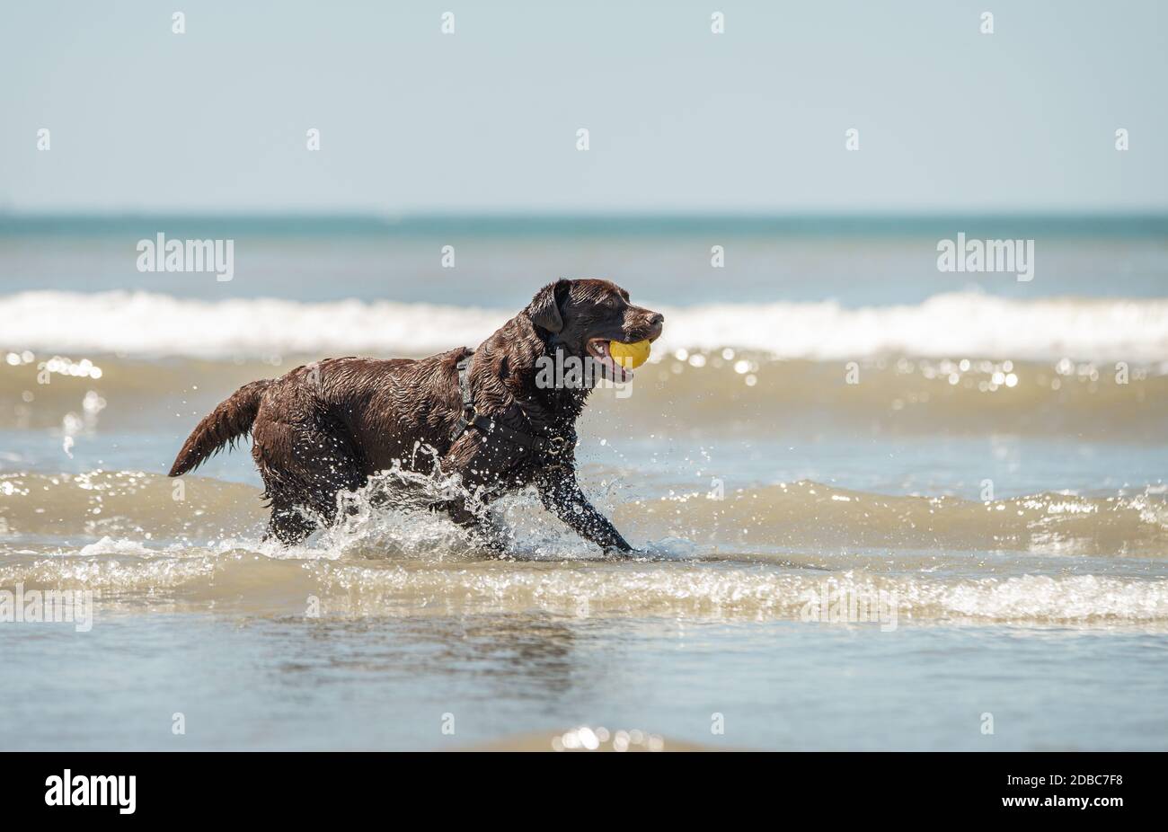 Chocolate labrador chien de récupération d'une balle jaune dans la mer eau Banque D'Images