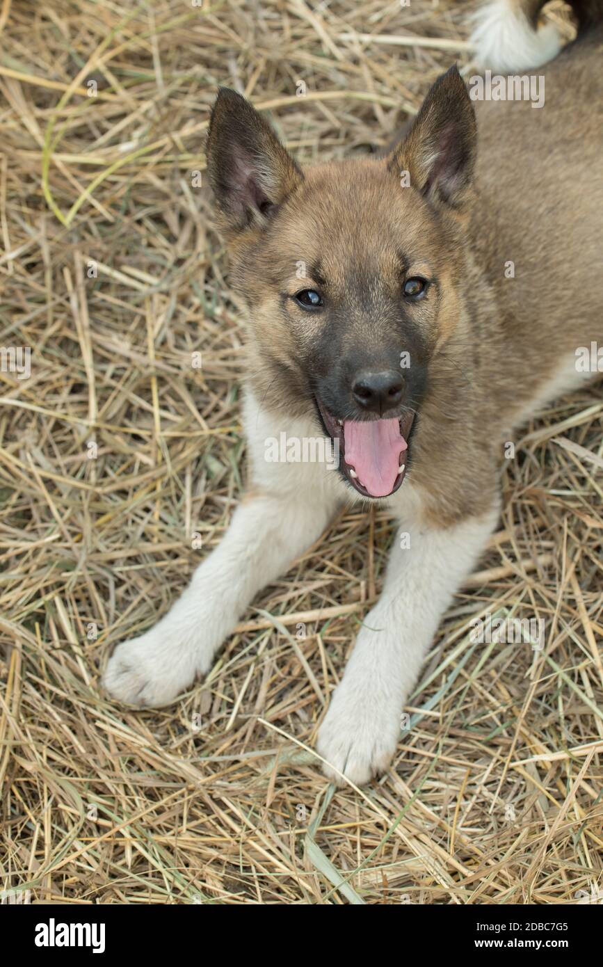 Petit Chiot De La Race Husky Siberien Est Assis Le Foin Ouvrant Sa Bouche Et Sortant De Sa Langue En Ete Photo Stock Alamy