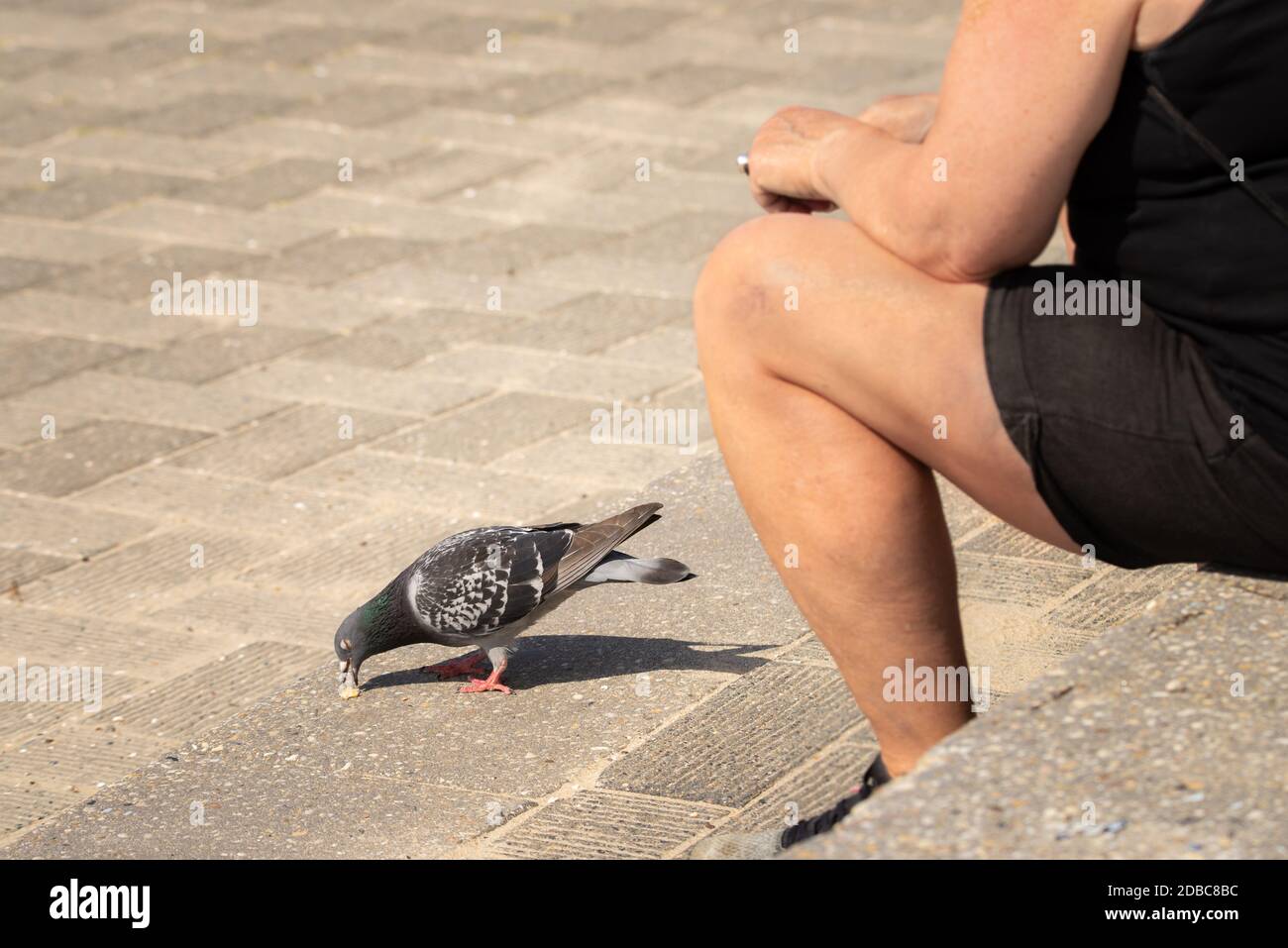 Scène urbaine avec pigeon domestique mangeant des miettes d'un touriste déjeuner Banque D'Images