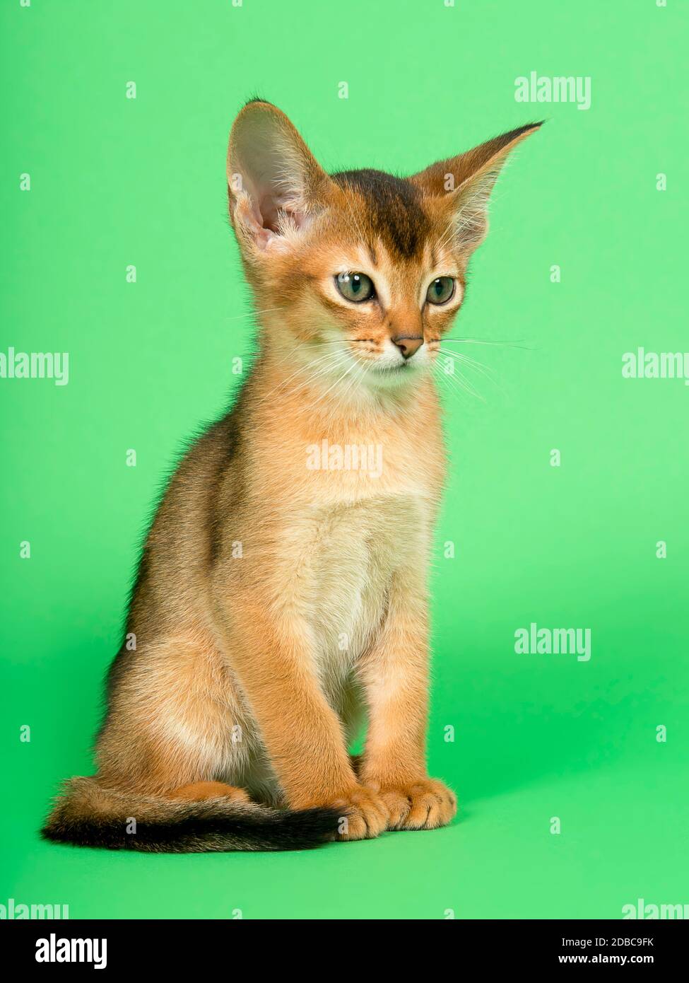 Abessinier Katze (Felis silvestris catus), Jungtier, Wildfarben, 9 Wochen, sitzend, Studioaufnahme Banque D'Images