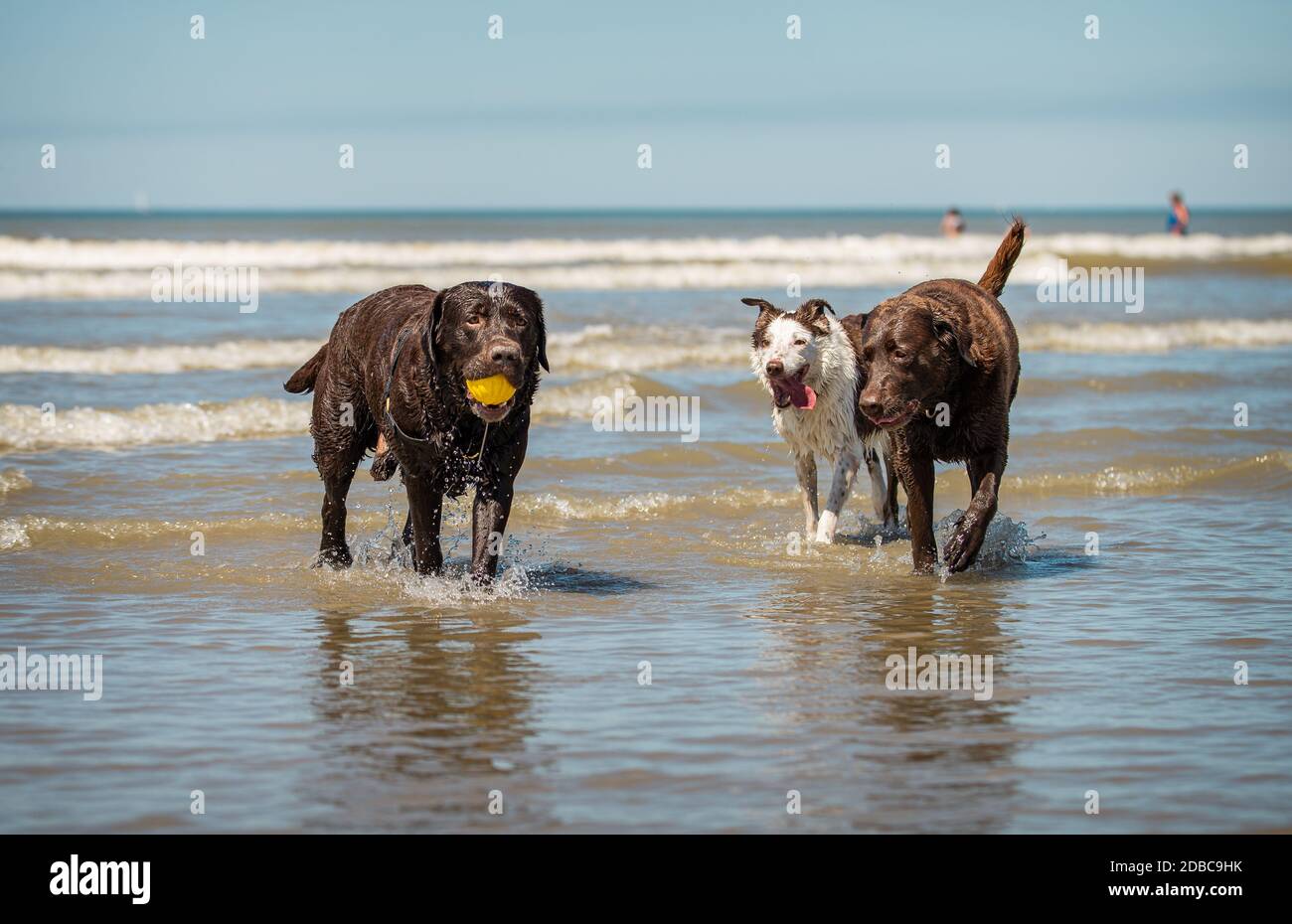 Border collie berger chien qui a deux récupérateurs de chocolat labrador Banque D'Images