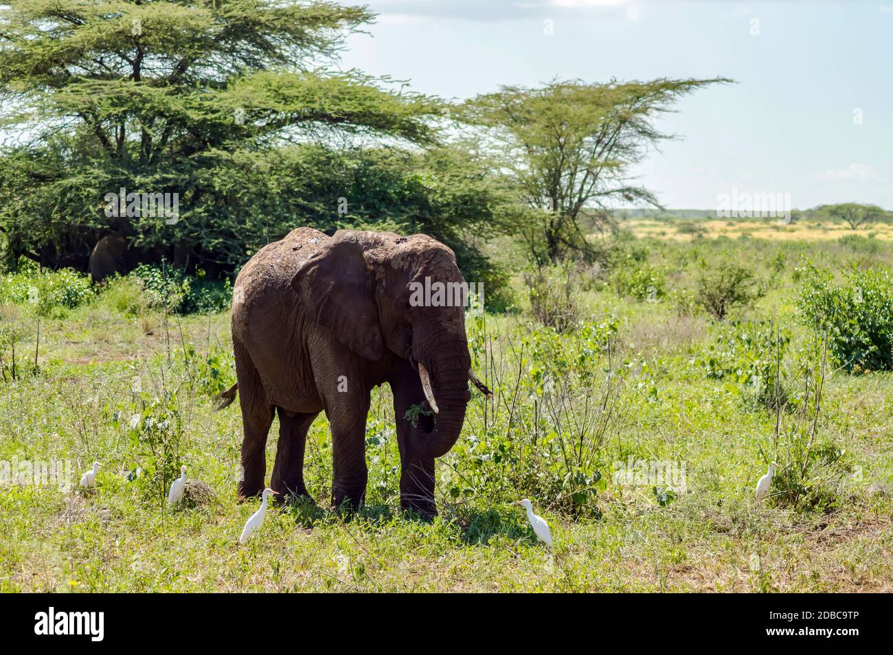 Un vieil éléphant dans la savane du Parc de Samburu dans le centre du Kenya Banque D'Images