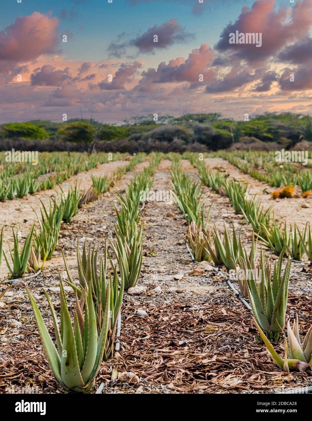 Plantes d'aloès sont cultivées dans un champ à Aruba Banque D'Images