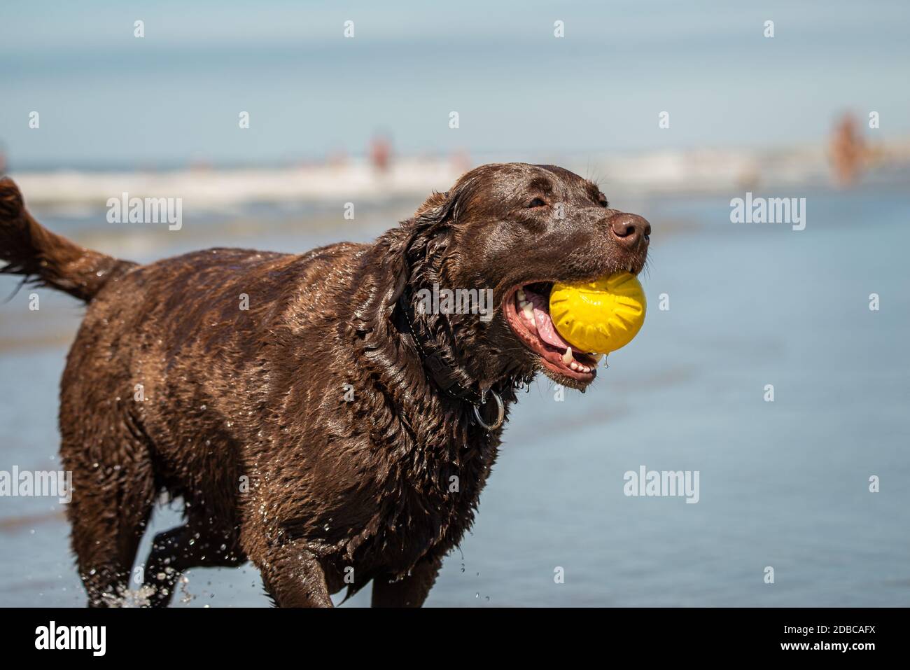 Labrador Retriever chien de récupérer une balle en plastique jaune à la plage Banque D'Images