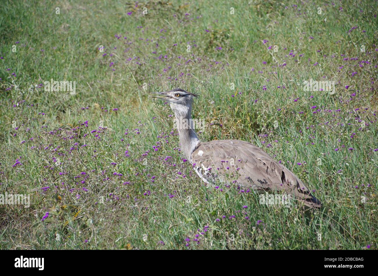 Kori bustard dans le cratère de Ngorongoro en Tanzanie Banque D'Images