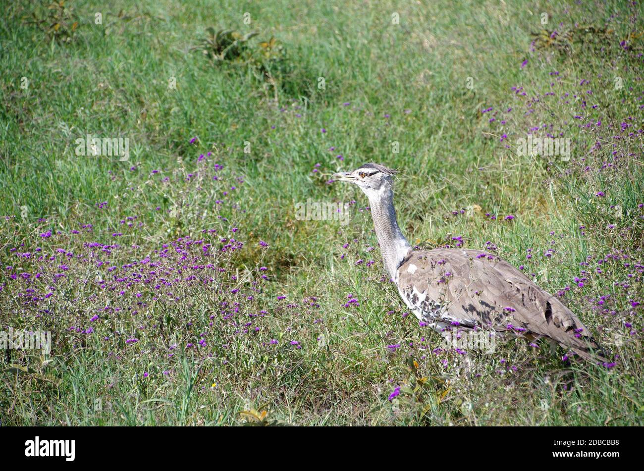 Kori bustard dans le cratère de Ngorongoro en Tanzanie Banque D'Images